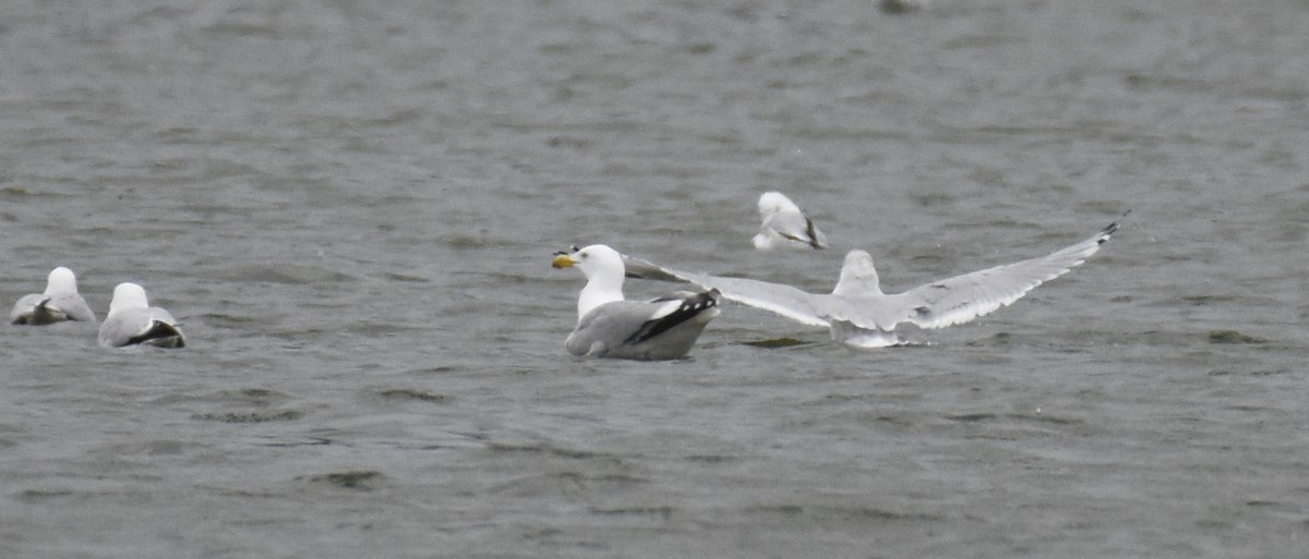 Herring Gull - ML214710481