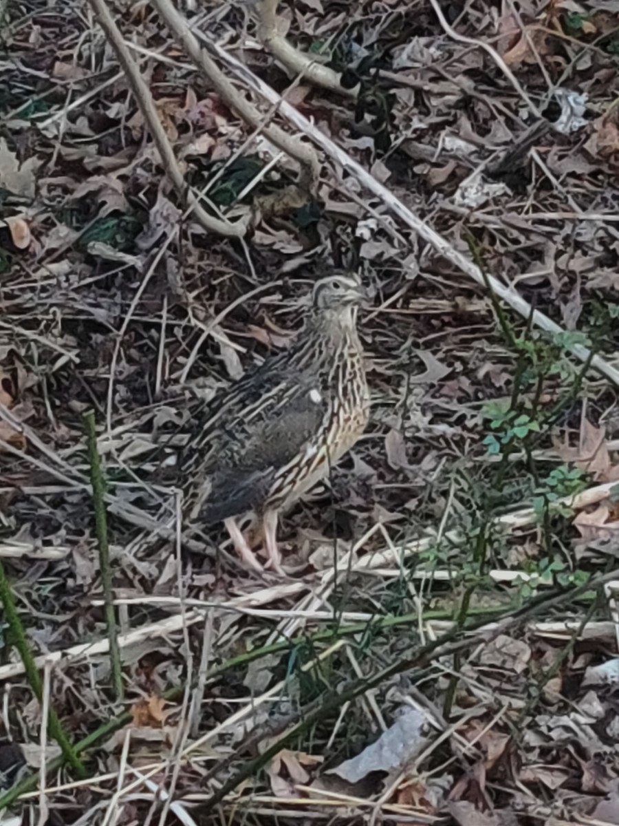 Japanese Quail - ML214712151