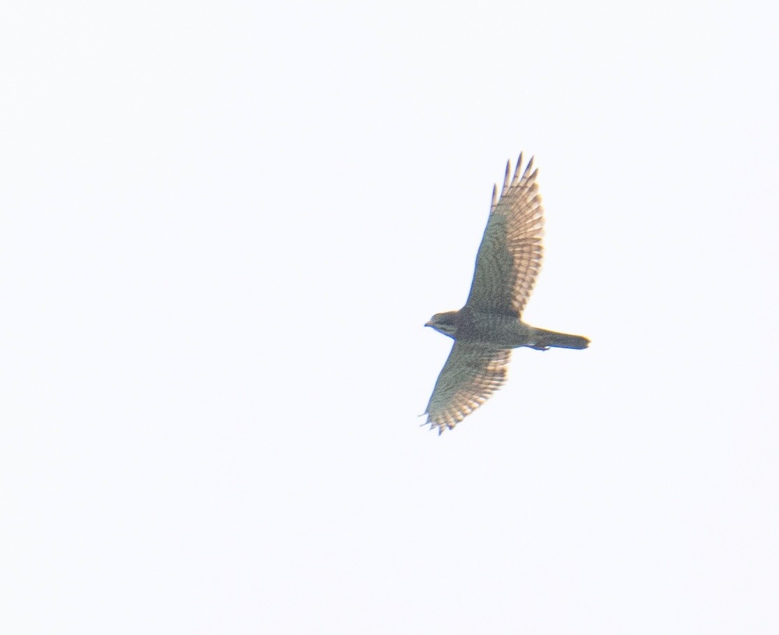 Gray-faced Buzzard - ML214712821