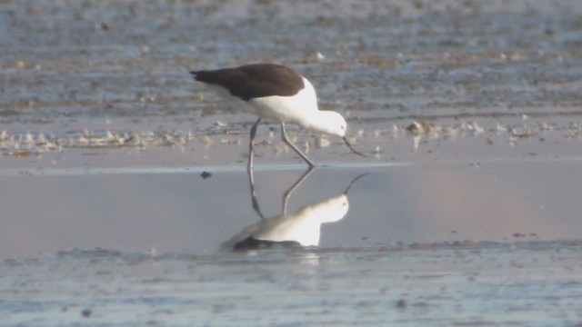 Andean Avocet - ML214715131