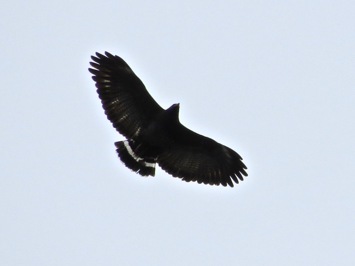 Common Black Hawk - ML214715711