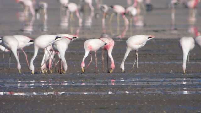 James's Flamingo - ML214716031