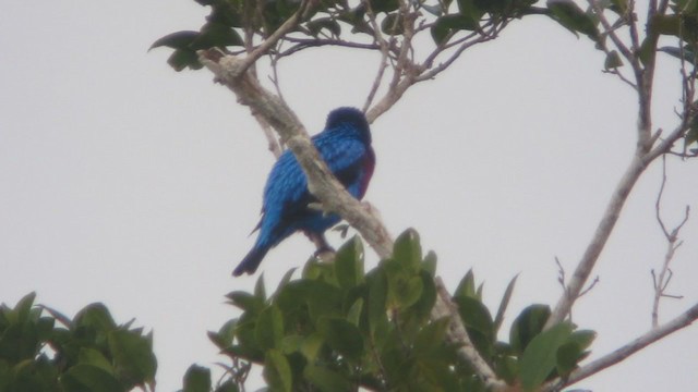 Banded Cotinga