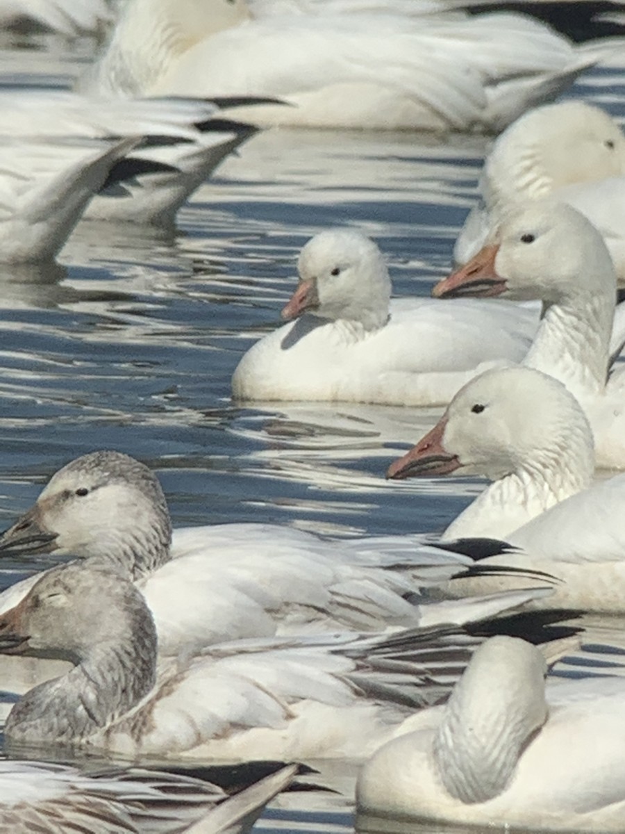 Ross's Goose - ML214716861