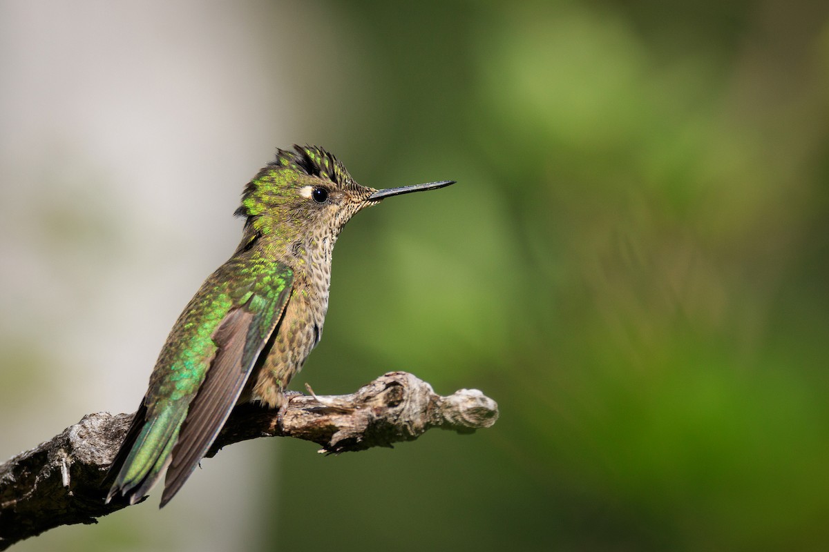 Colibrí Austral - ML214718211