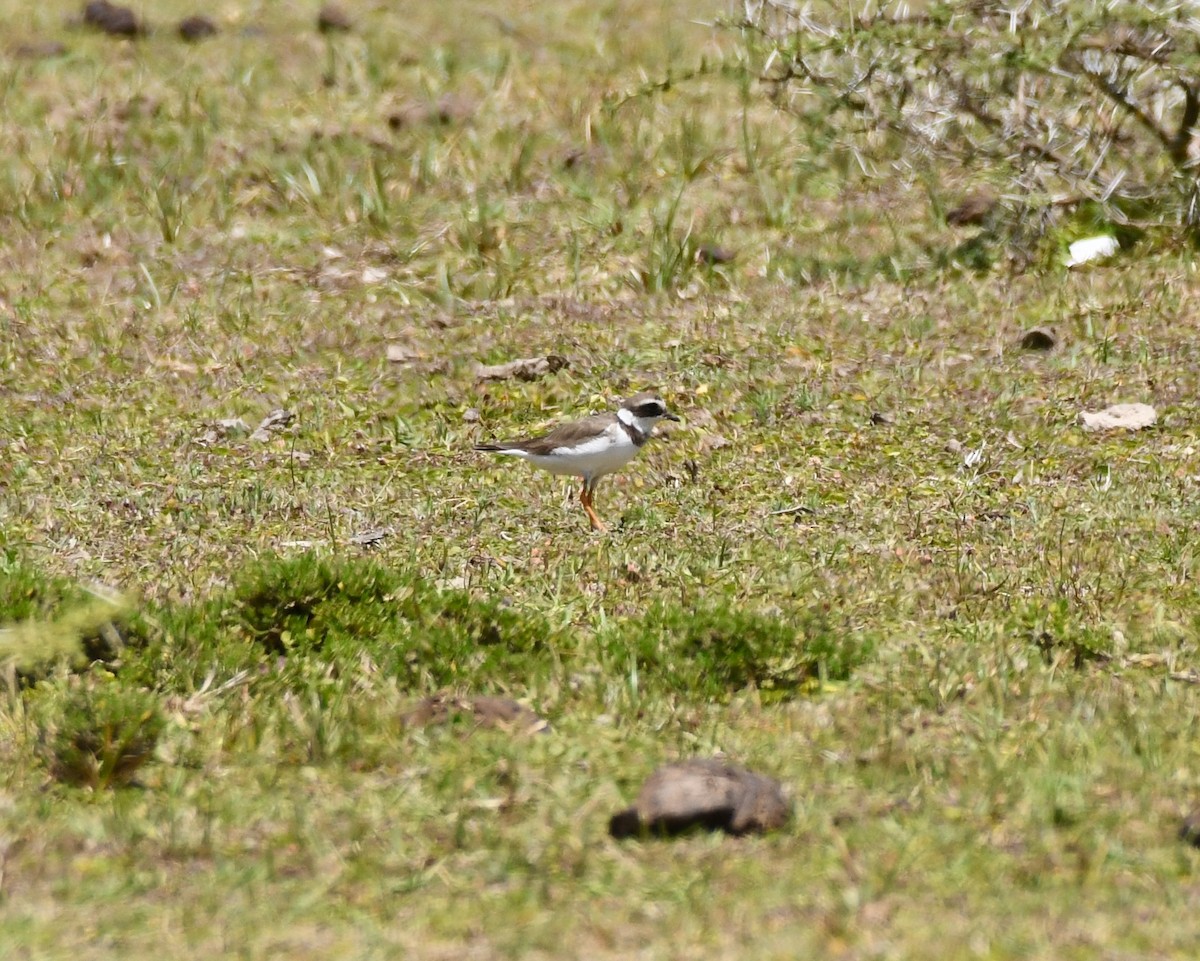 Common Ringed Plover - ML214719511