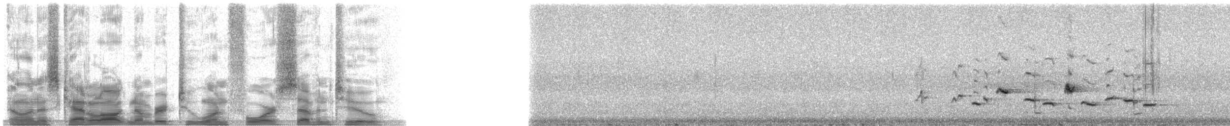 Scott's Oriole - ML21472