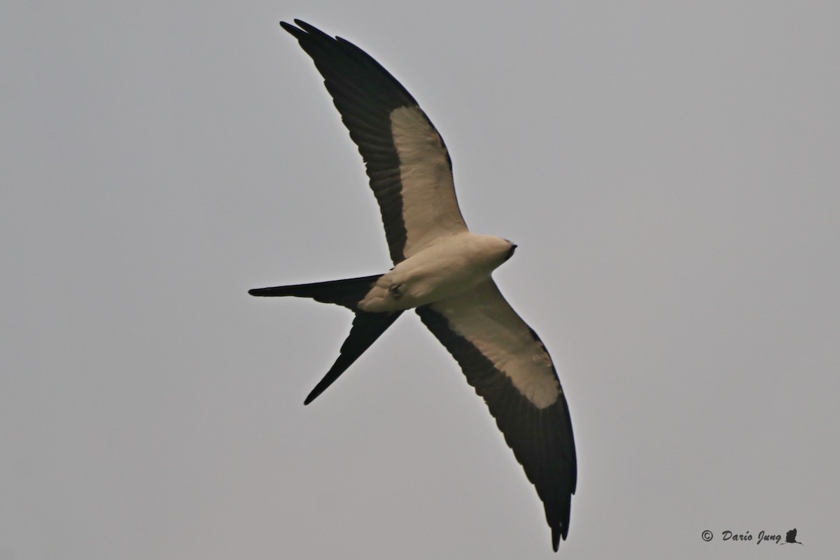 Swallow-tailed Kite - Darío Jung