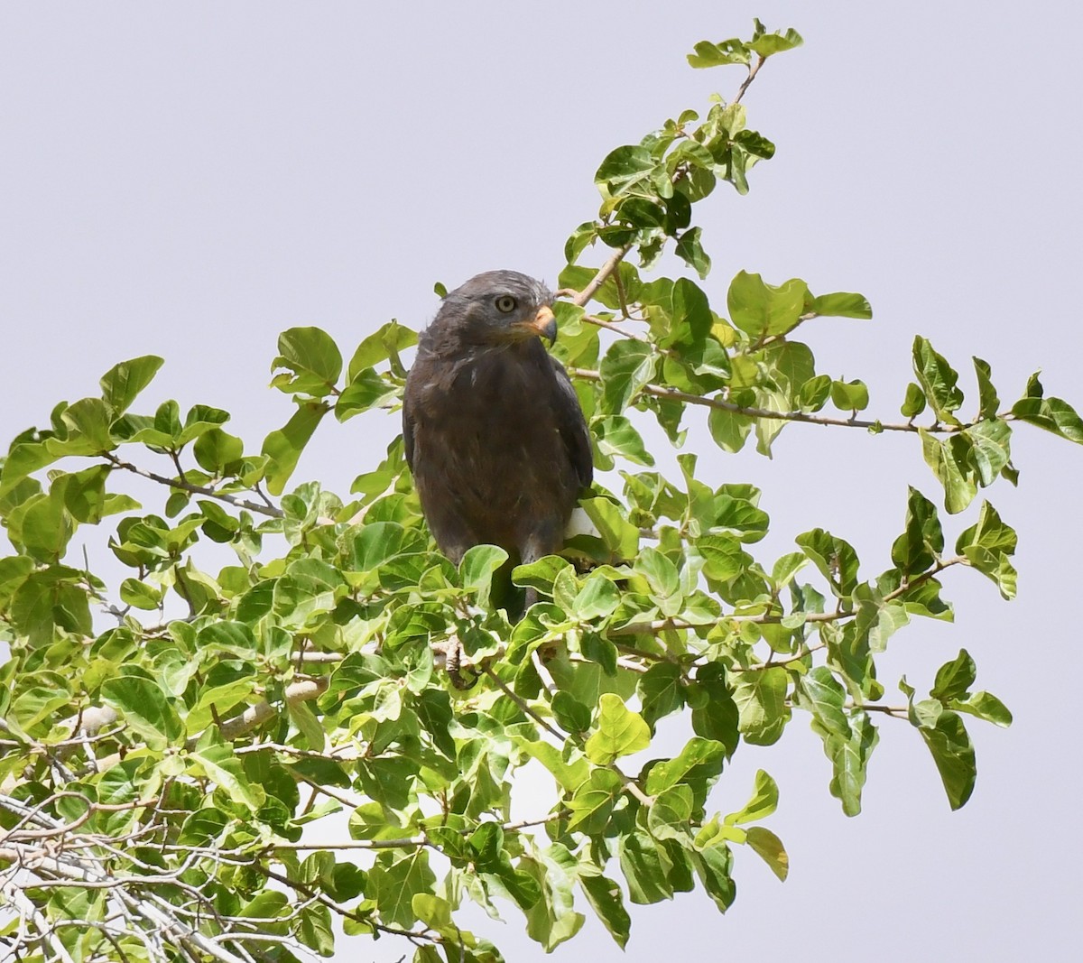 African Harrier-Hawk - ML214722441