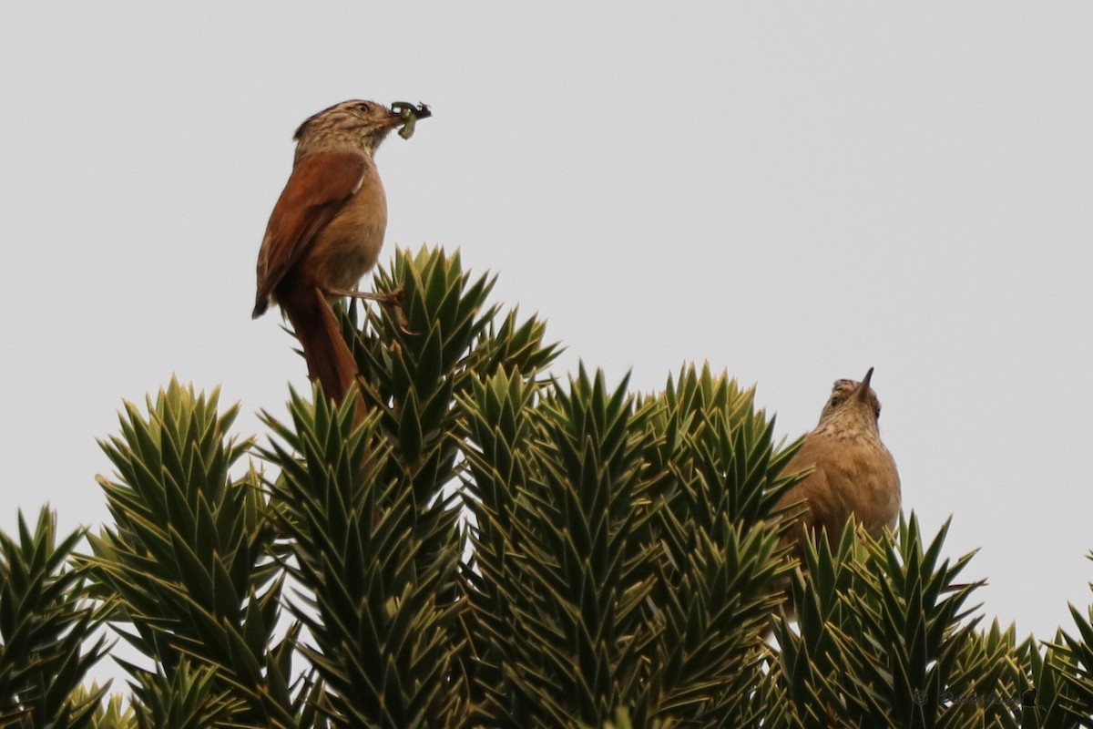 Araucaria Tit-Spinetail - ML214722841