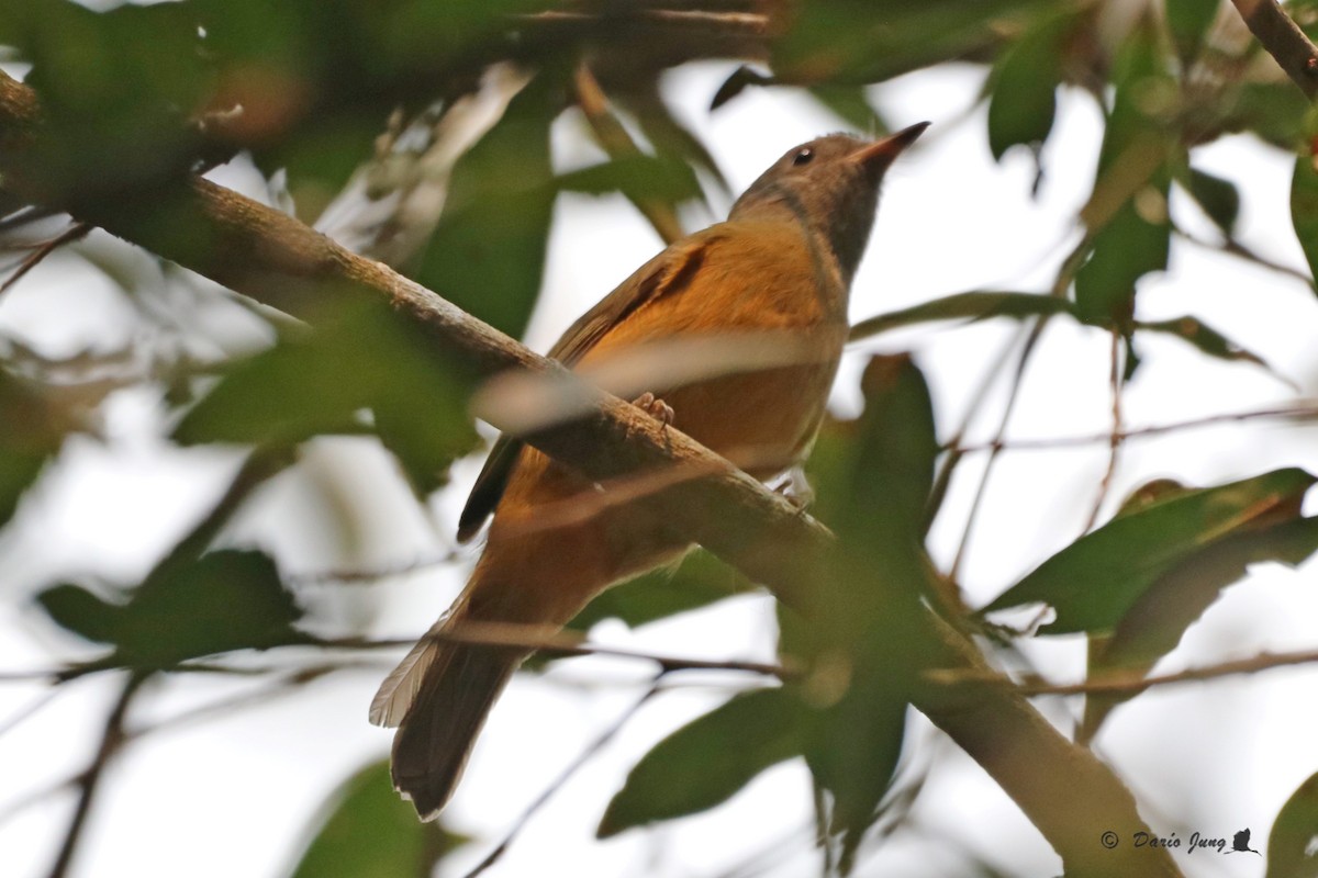 Gray-hooded Flycatcher - ML214723471