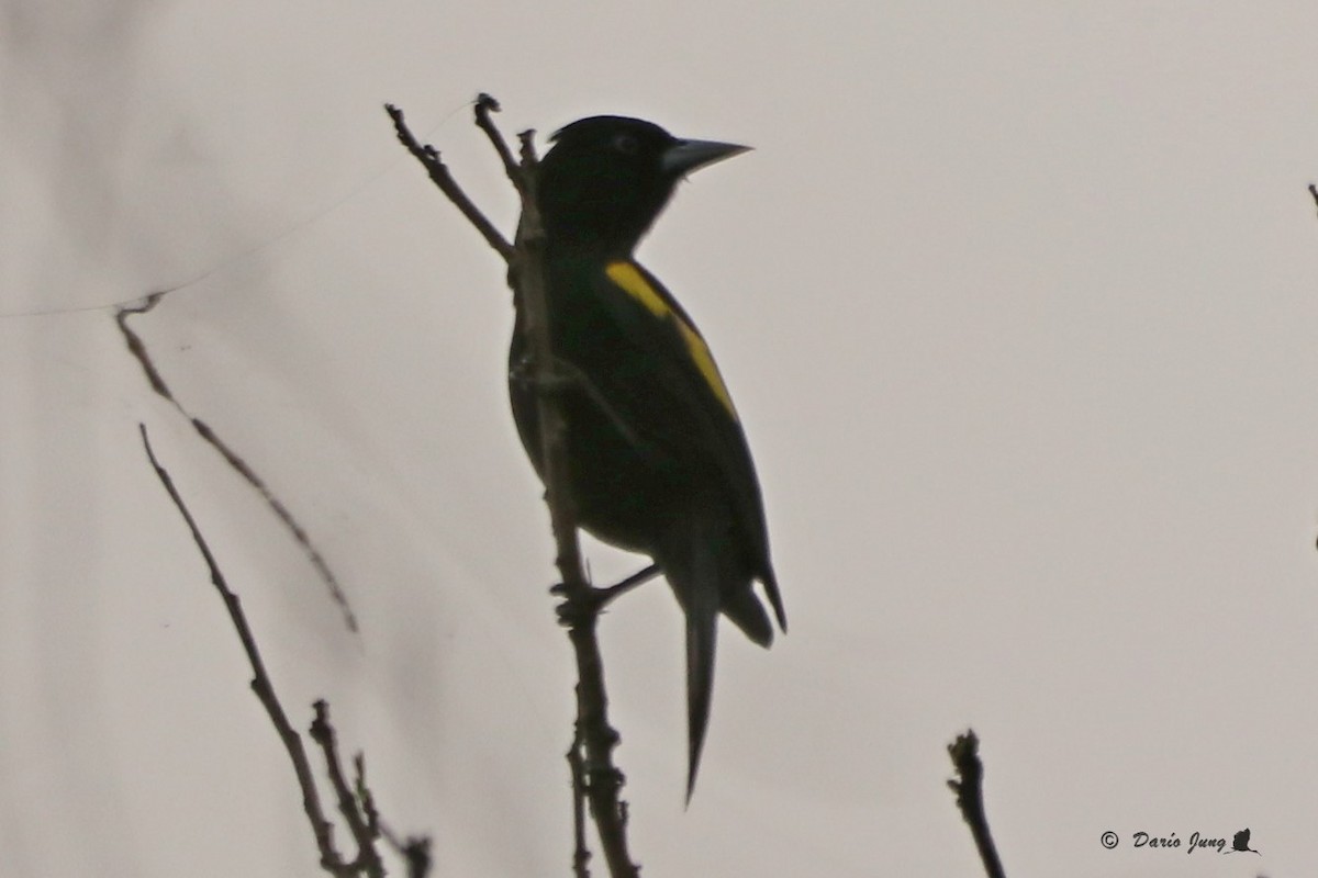 Golden-winged Cacique - Darío Jung