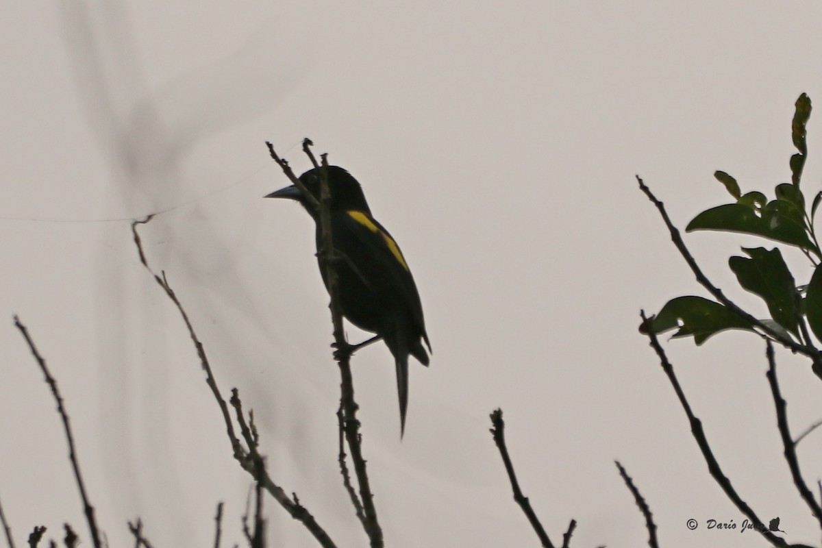 Golden-winged Cacique - ML214723691