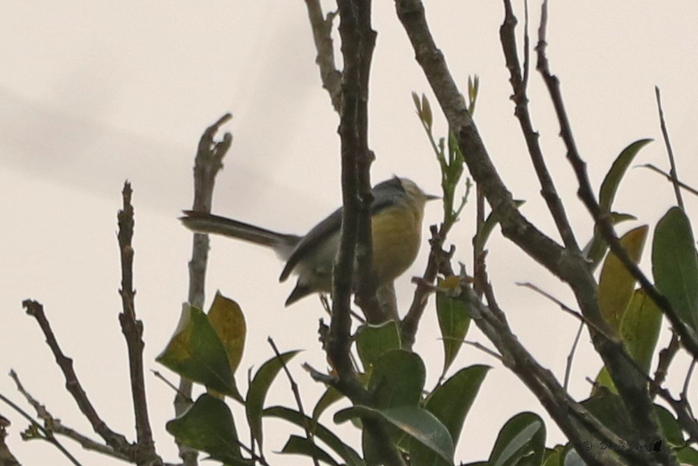 Creamy-bellied Gnatcatcher - ML214723711