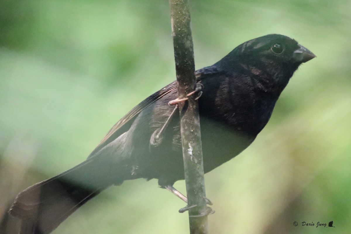 Blackish-blue Seedeater - ML214723921