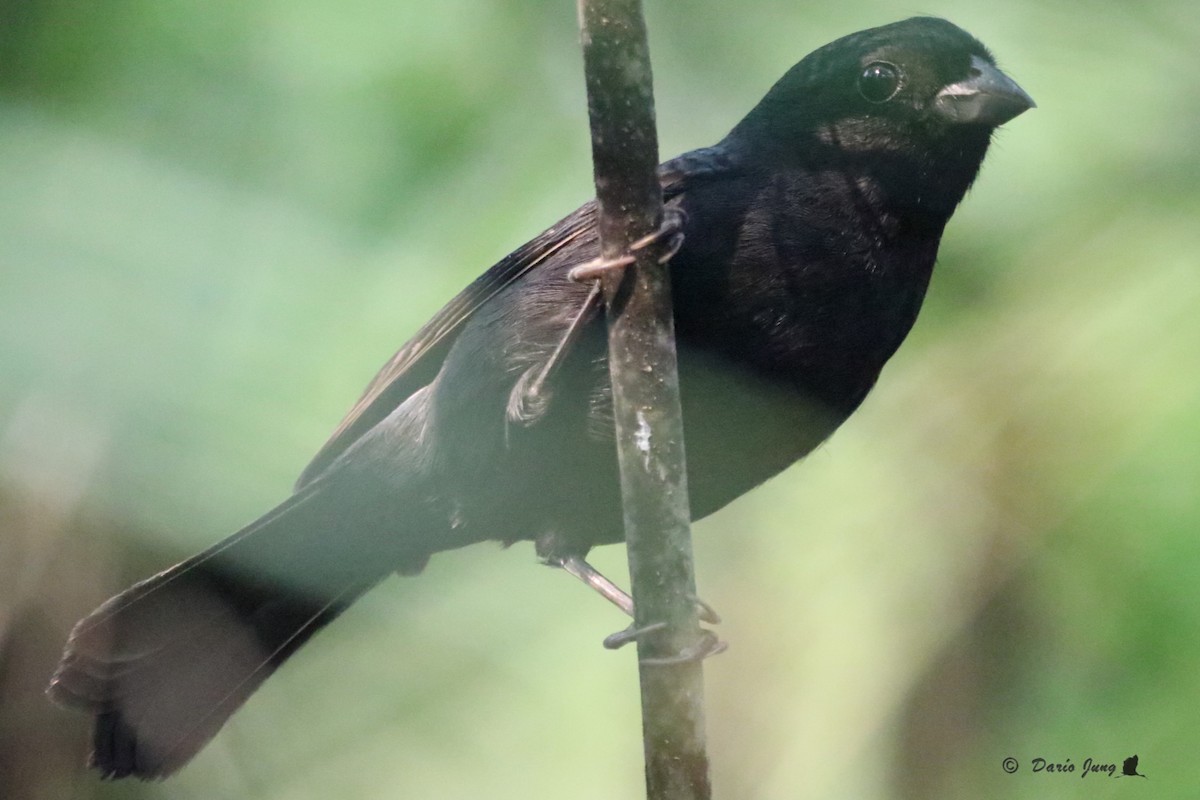 Blackish-blue Seedeater - ML214723931