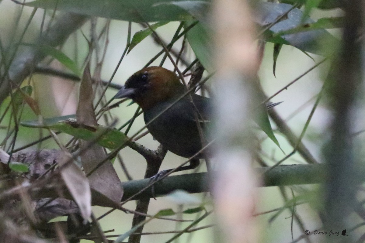 Chestnut-headed Tanager - ML214723971