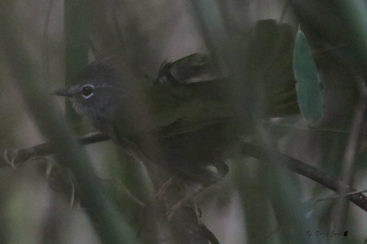 White-browed Warbler - ML214724041