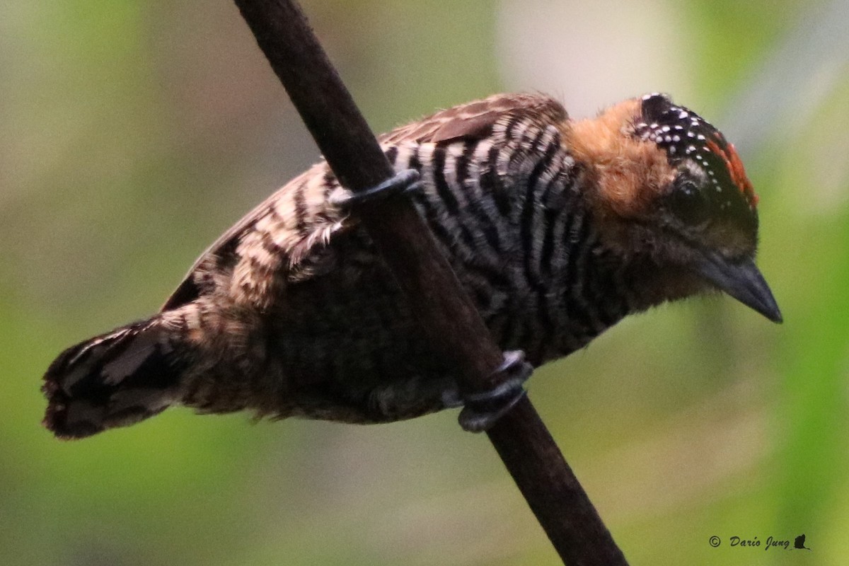 Ochre-collared Piculet - Darío Jung