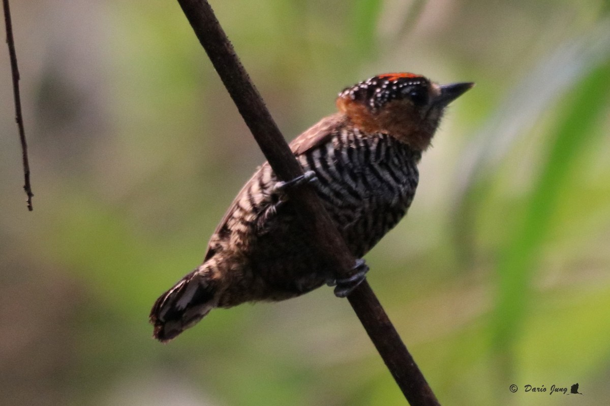 Ochre-collared Piculet - ML214724091