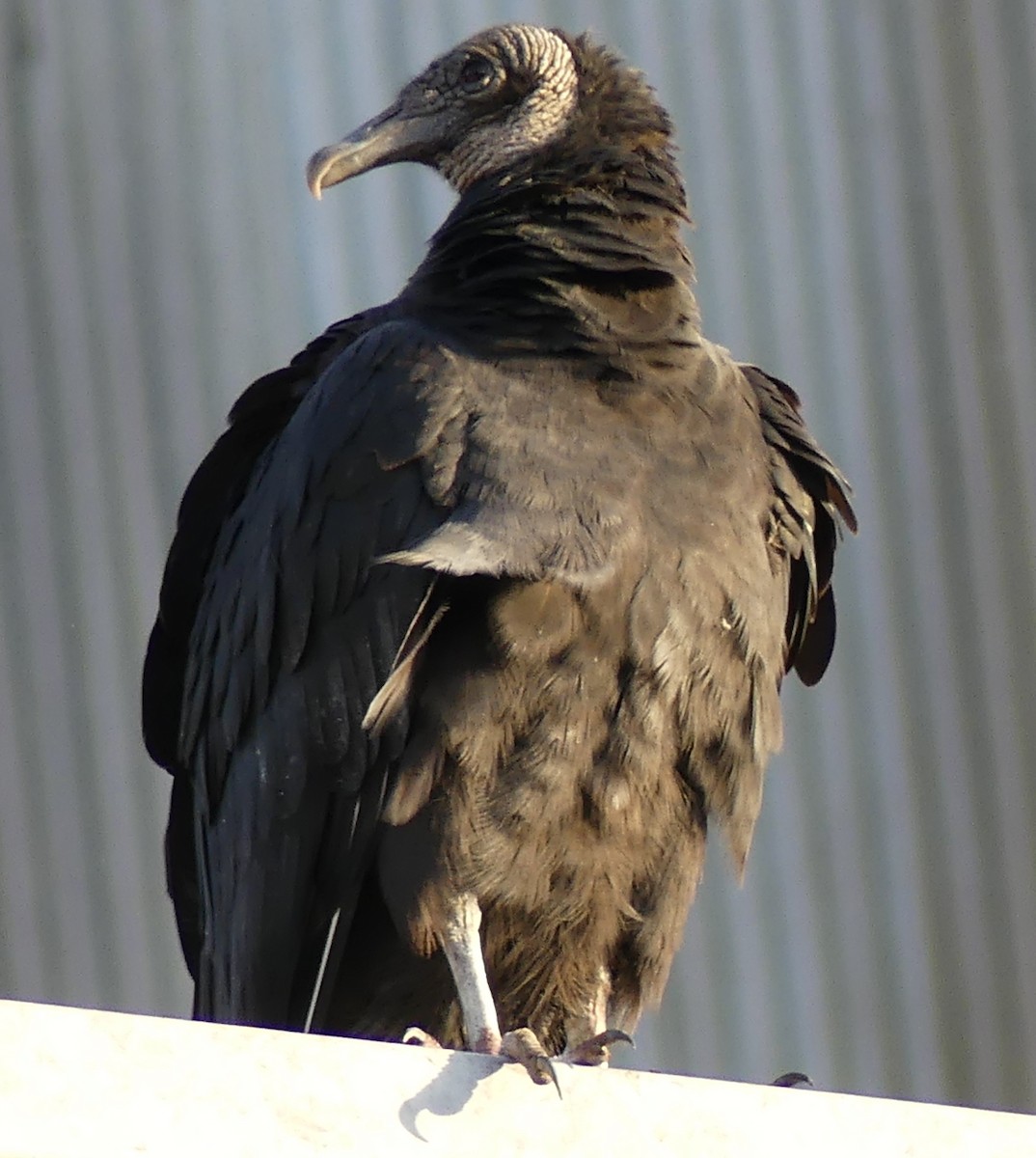 Black Vulture - David Kurz