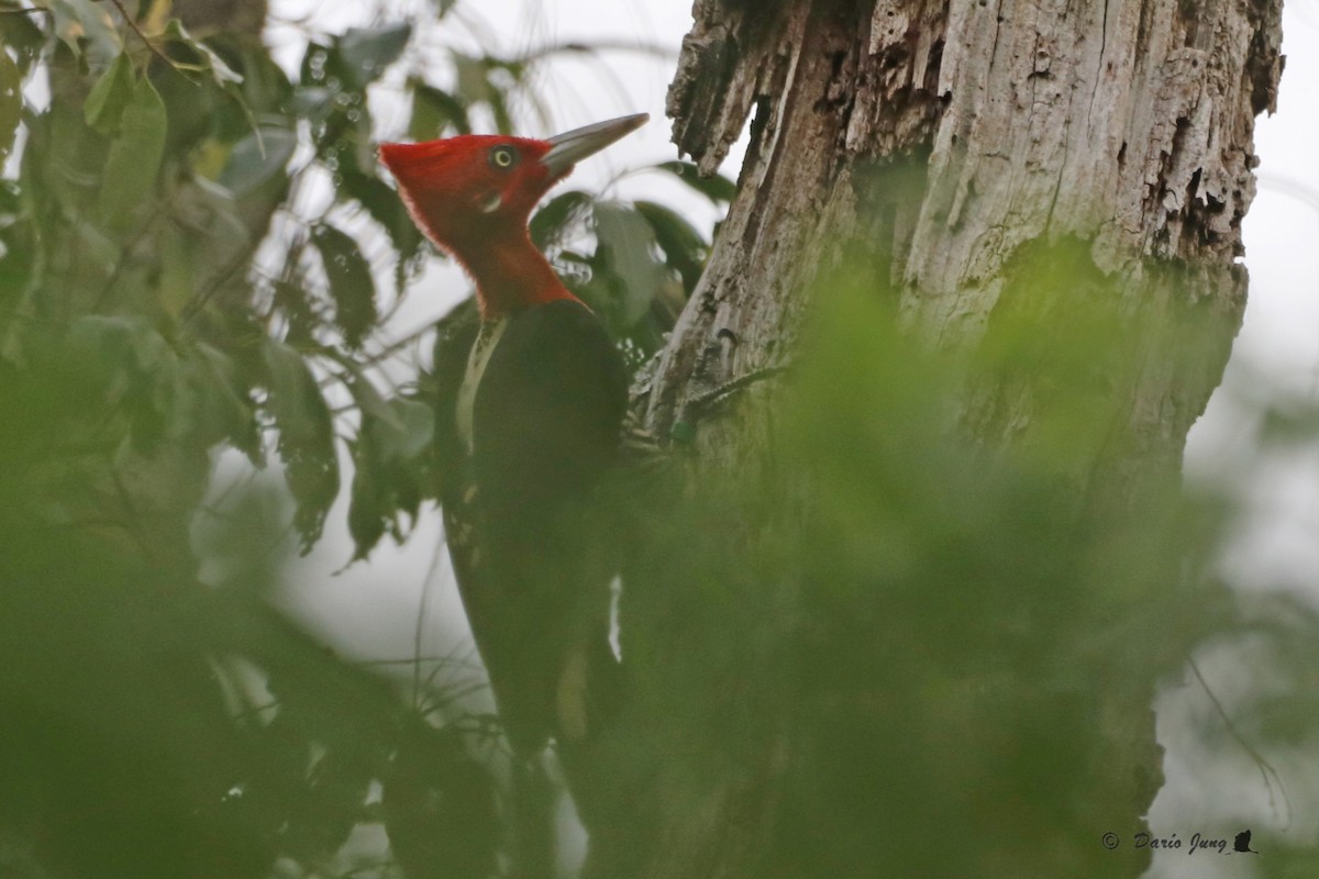 Robust Woodpecker - ML214725571