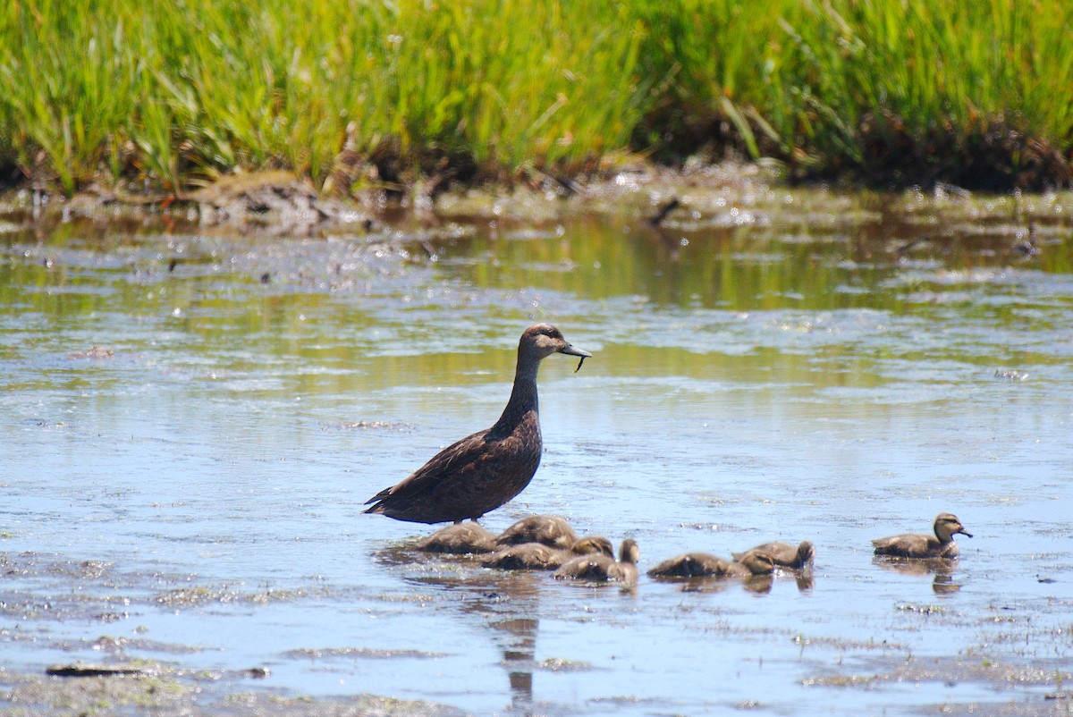 American Black Duck - Rick Beaudon