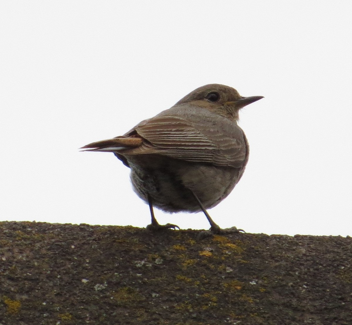 Black Redstart - valerie heemstra