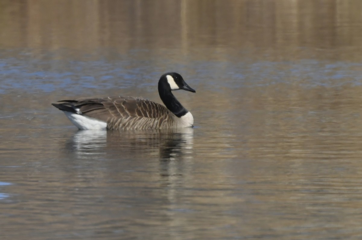 Canada Goose - Jonathan Irons