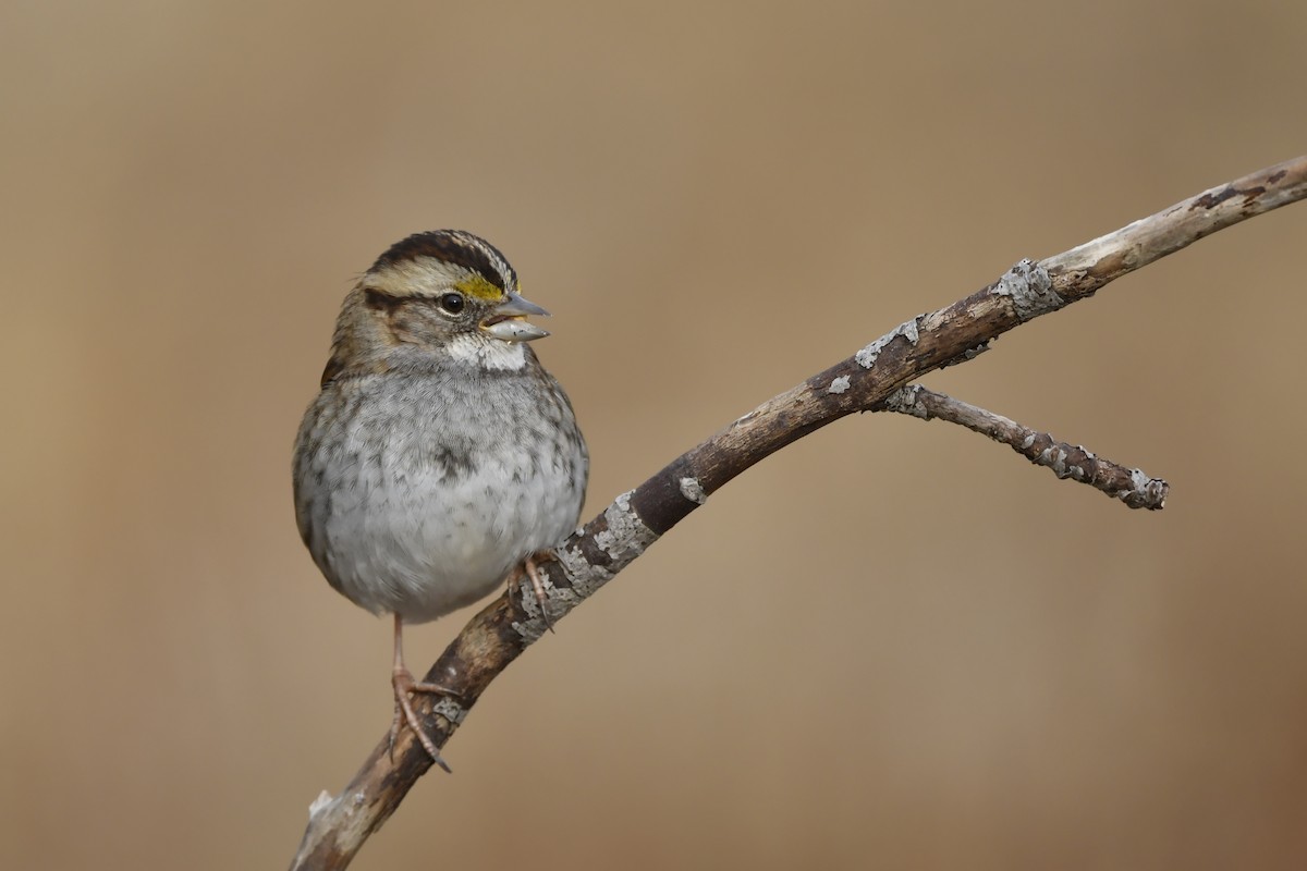 White-throated Sparrow - Jonathan Irons