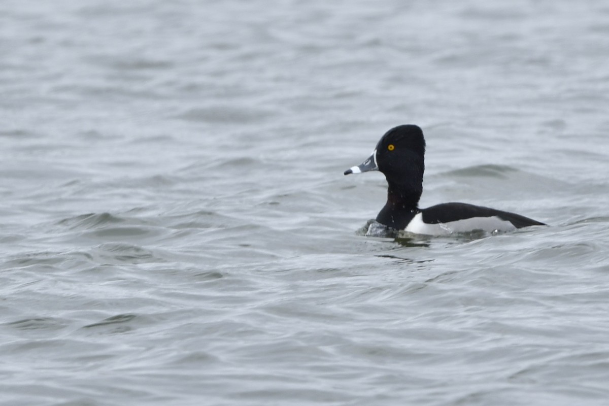 Ring-necked Duck - ML214732231