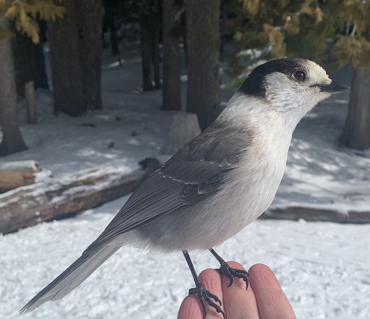 Canada Jay - Dan Pekich