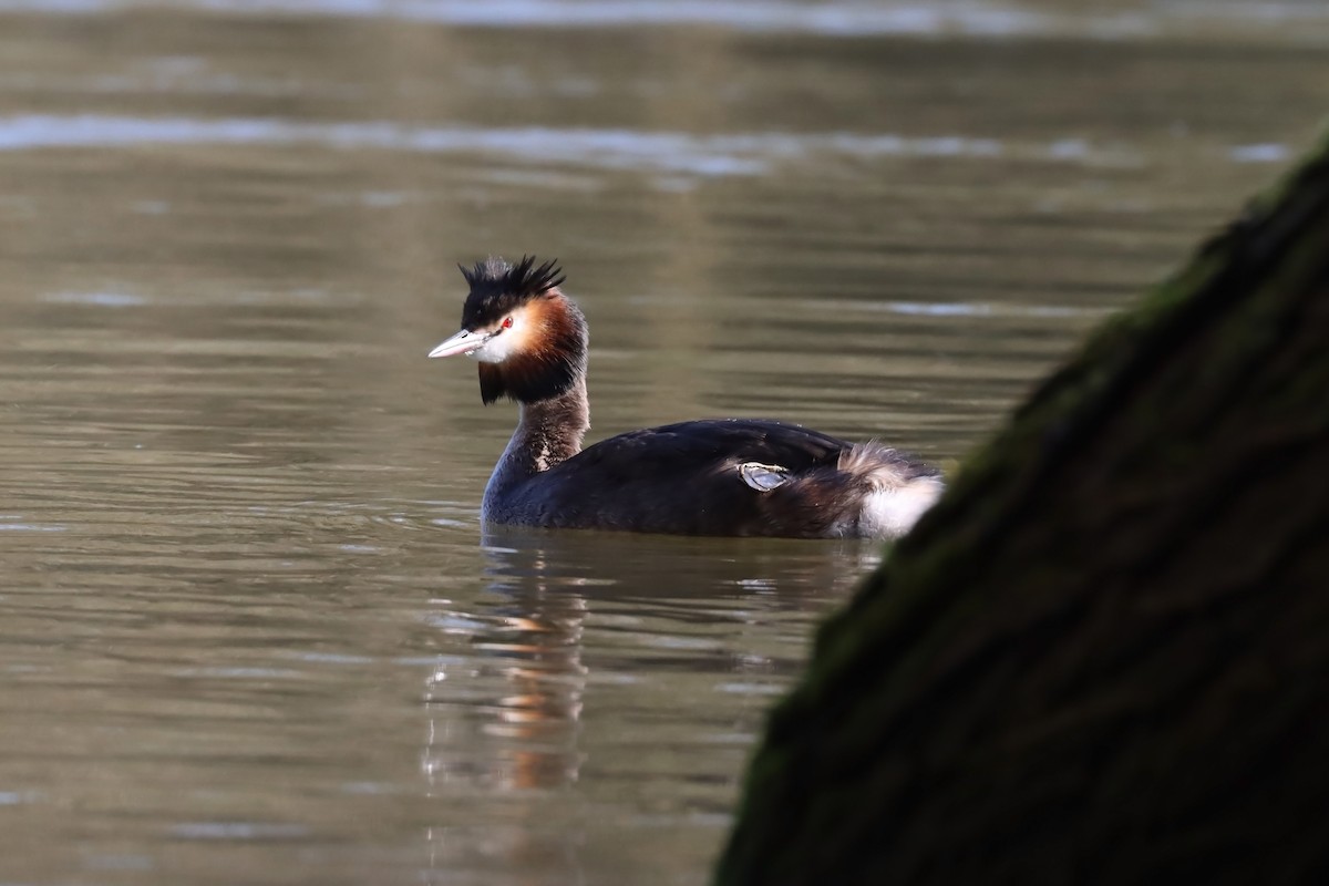 Great Crested Grebe - ML214734861