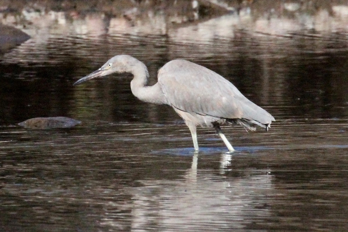 Reddish Egret - ML21473531