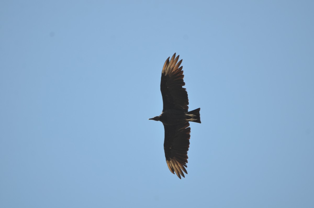 Black Vulture - ML214735601