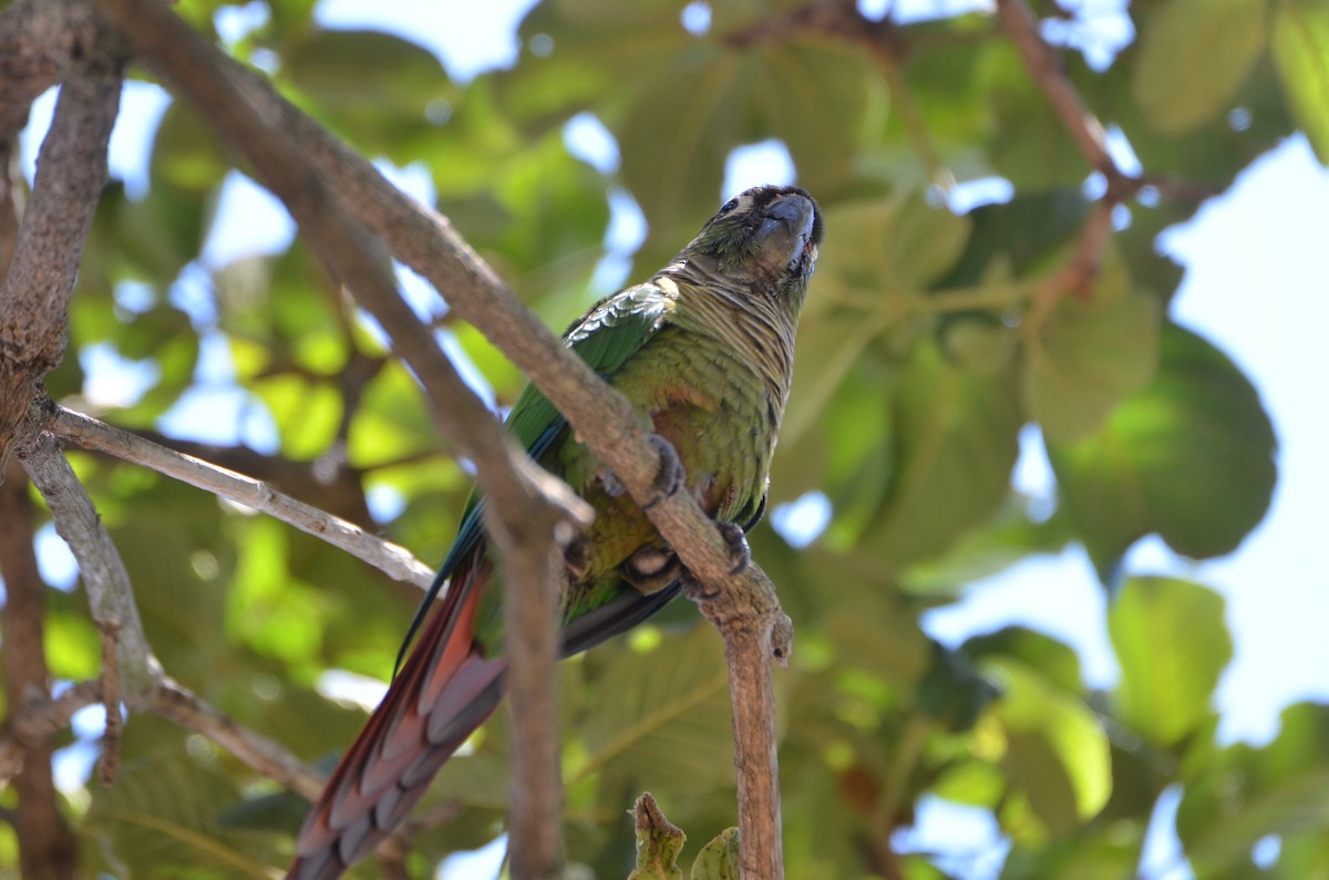 Green-cheeked Parakeet - ML214735661