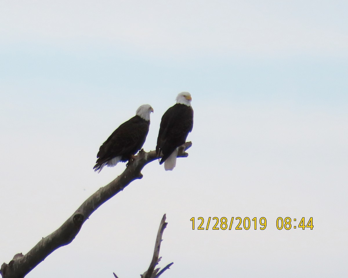 Bald Eagle - Jim Moore