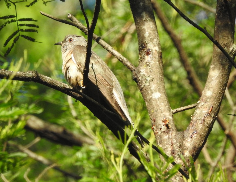 Brush Cuckoo - ML214738771