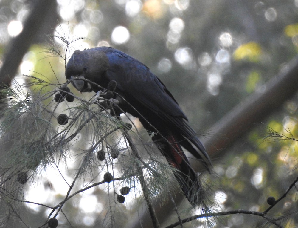 Glossy Black-Cockatoo - ML214738811