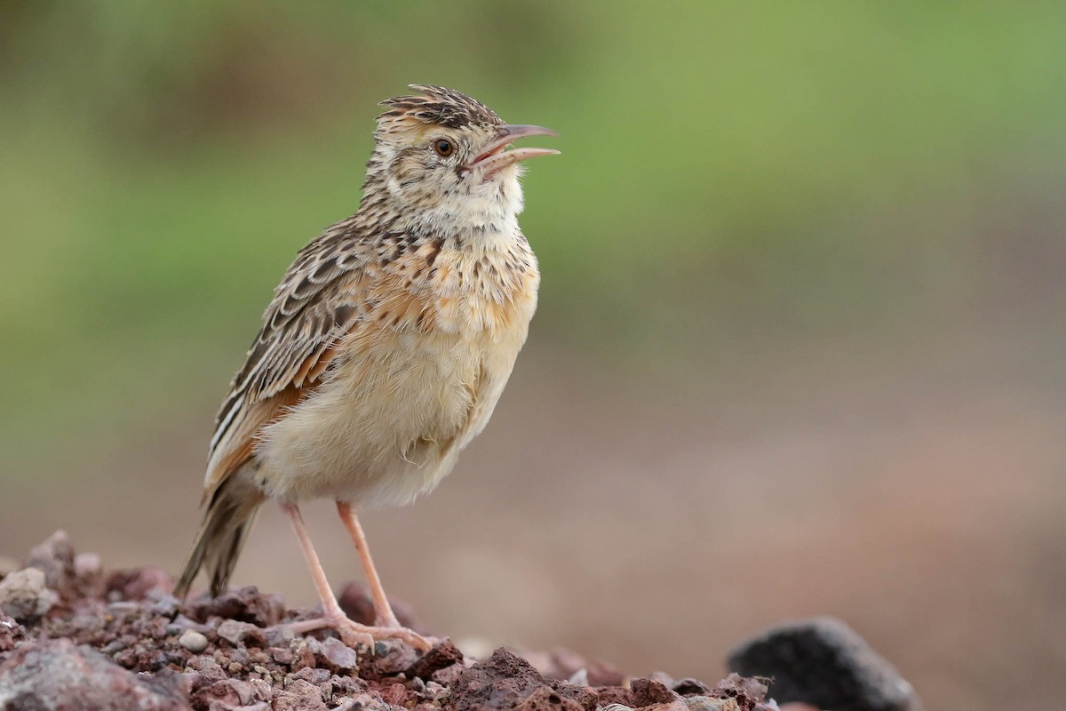 Rufous-naped Lark - Michael O'Brien