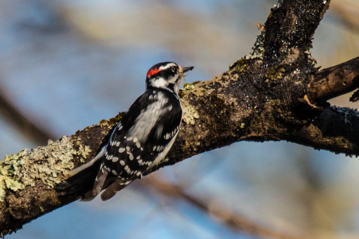 Hairy Woodpecker - ML214740621