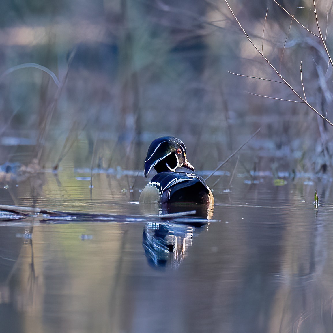 Wood Duck - ML214741451