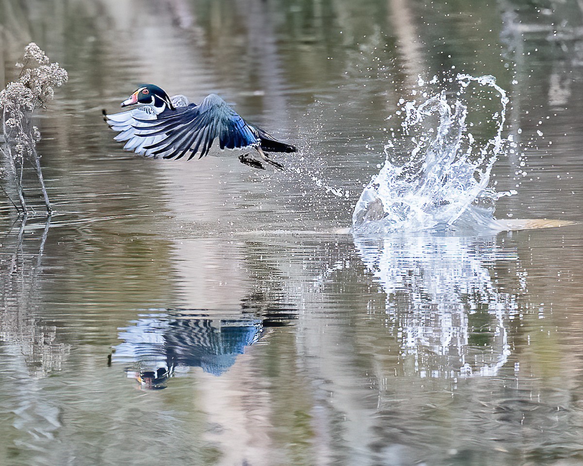 Wood Duck - ML214741531
