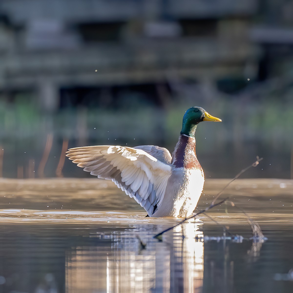 Mallard - ML214741581