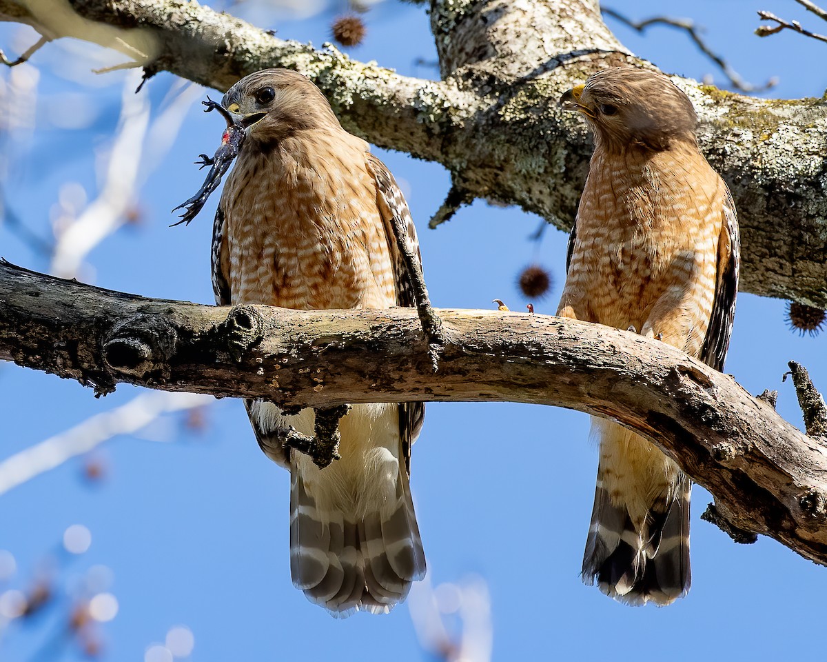 Red-shouldered Hawk - ML214741741