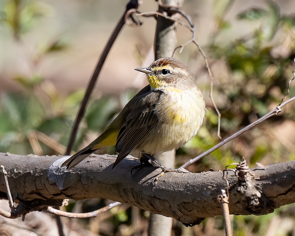 Palm Warbler - ML214742081