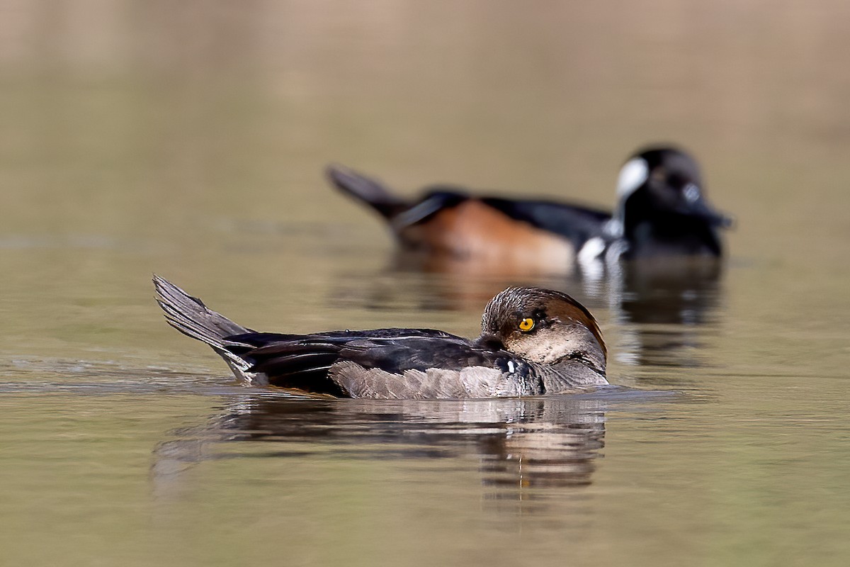 Hooded Merganser - ML214742191