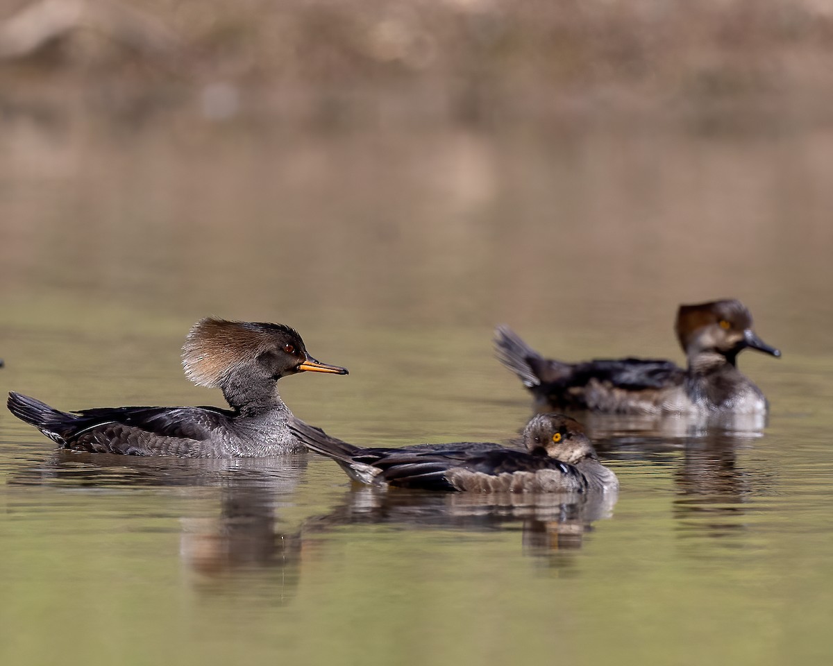 Hooded Merganser - ML214742211