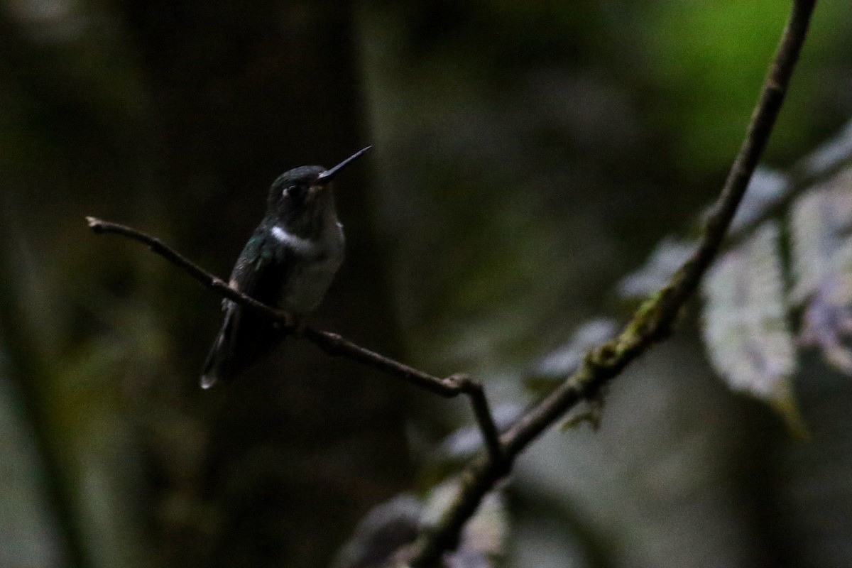 kolibřík ekvádorský - ML214742351