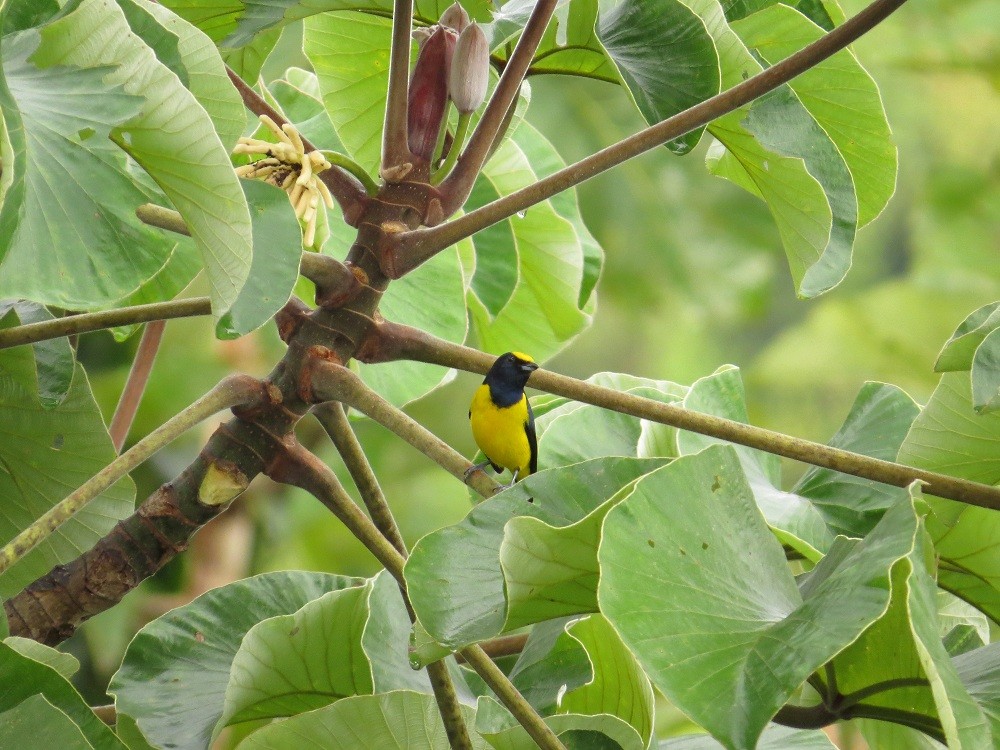 Spot-crowned Euphonia - ML21474421